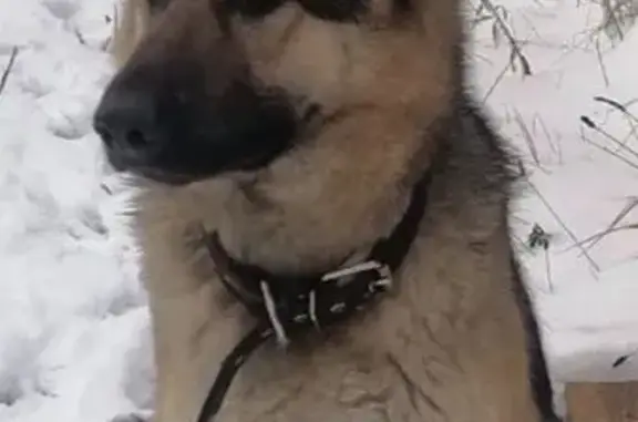 Пропала собака, Лесная улица, Песчанка - немецкая овчарка, кормящая - photo