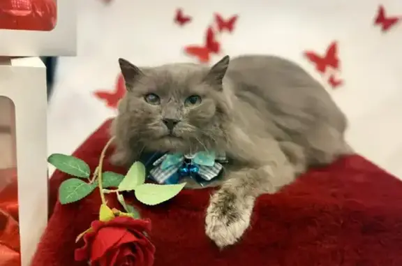 Пропал кот, улица Пирогова, Дзержинск - на правом глазу бельмо - photo