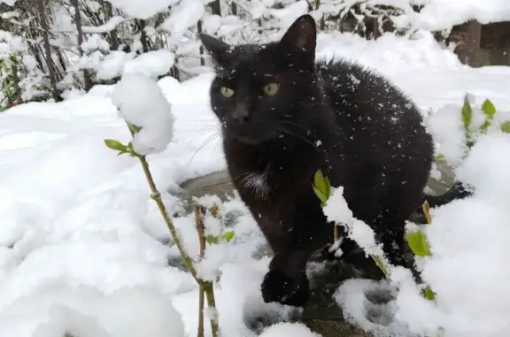 Пропал кот, улица Солодунова, 38, Вологда - черный с белым пятнышком - photo