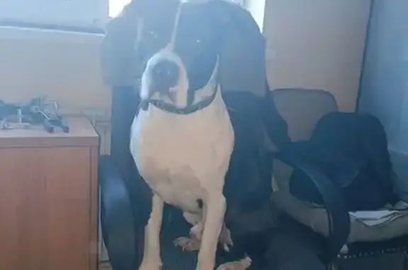 Потерянные животные Аксаково, фото: Пропал собака, Аксаково, Московская область - стаффордширский терьер