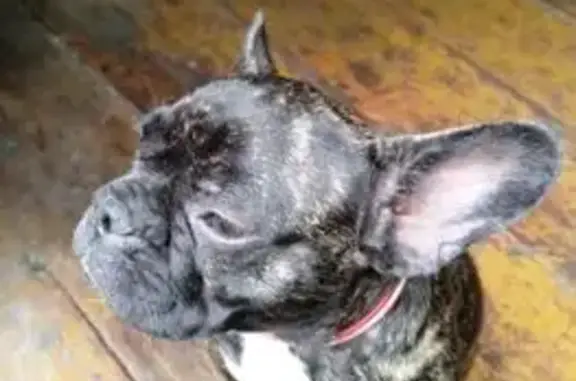 Пропала собака, женская, Семёно-Александровское - откликается на Тигрулю - photo