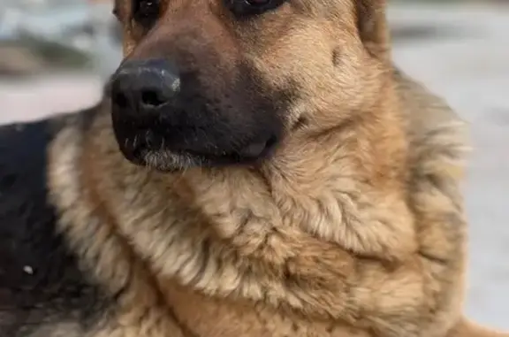 Найденные животные Астрахань, фото: Найдена собака, Махачкалинская улица, 15, Астрахань - породистая немецкая овчарка