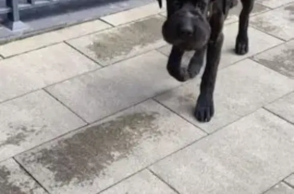 Найдена собака, Знаменский, фото: Найден собака, Светлая улица, Знаменский - с опухшей мордой