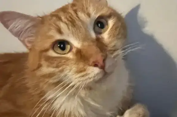 Найденные животные Москва, фото: Найдена кошка, Чонгарский бульвар, Москва - рыжая с белой грудкой