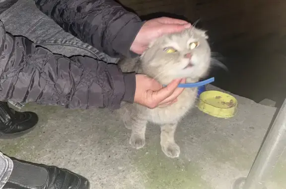 Найденные животные Сочи, фото: Найдена кошка, Красная улица, 9, Сочи - ласковая и домашняя