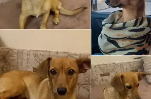 Объявления о пропавших и найденных животных, Красноярск, фото: Найдена собака, женская, улица Калинина, 82, Красноярск