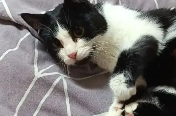 Пропала кошка, улица Б. К. Пашкова, Элиста - подушечки двух цветов - photo