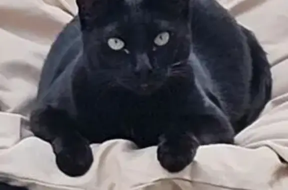 Пропала кошка, Нагорная улица, Москва - photo