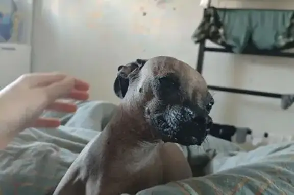 Пропала собака, улица Согласия, 52, Ермолинское - лысая, черная, тонкие лапы - photo