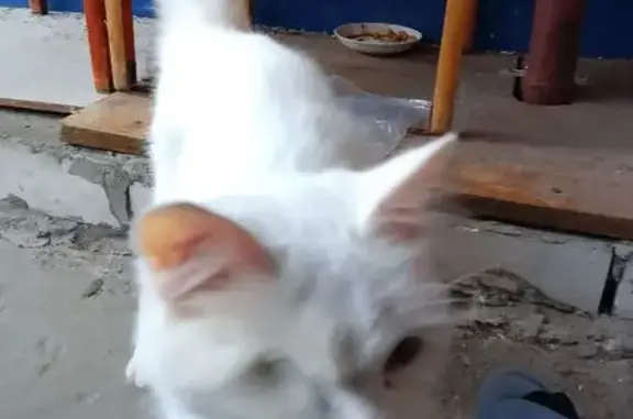 Объявления о пропавших и найденных животных, Архангельск, фото: Найдена кошка, Советская улица, 34 к1, Архангельск - белая, нет одного глаза