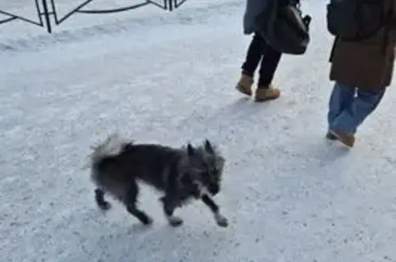 Пропала собака, улица Ветеранов, 28, Норильск - серый цвет, мохнатые уши - photo