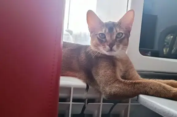 Пропал абиссинец, «Урал», Оренбург - игривый и дружелюбный - photo