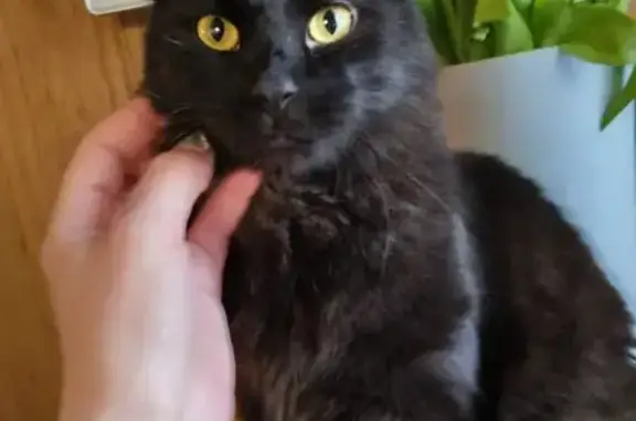 Пропала кошка, Бирюлёвская улица, 52 к1, Москва - photo