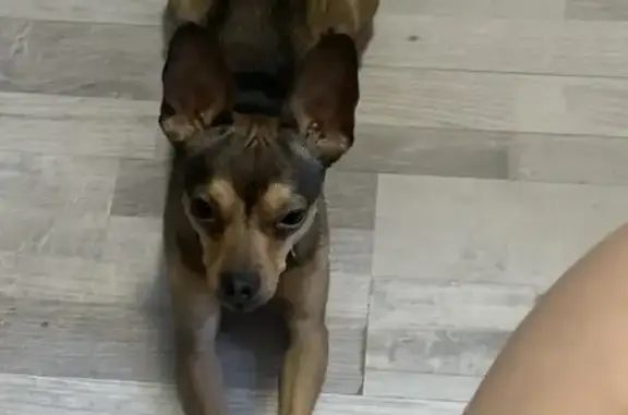 Собаки потеряшки, Губкин, фото: Потеряшка той терьер, Губкин - темно-подпалый окрас