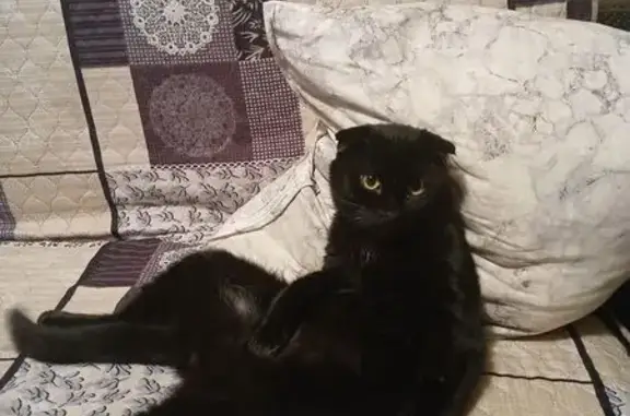 Пропал кот, 1-я Коммунистическая улица, 35, Домодедово - черный вислоухий - photo