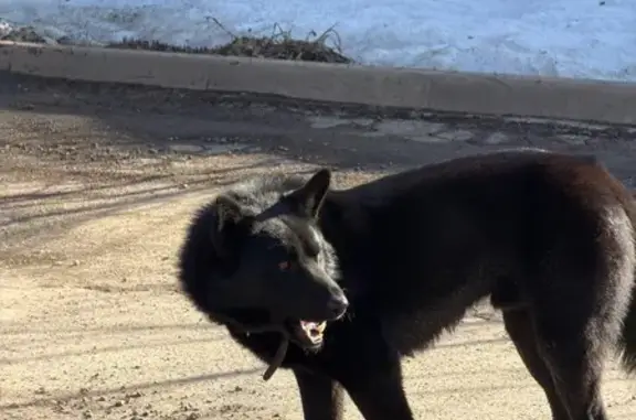 Найденные животные Тула, фото: Найден собака, улица Вересаева, 24, Тула - чистенький и очень голодный