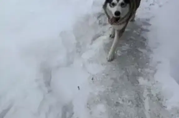 Найдена собака, Старково, фото: Найдена собака, улица Рыбхозная, Старково - скачет на трех лапах