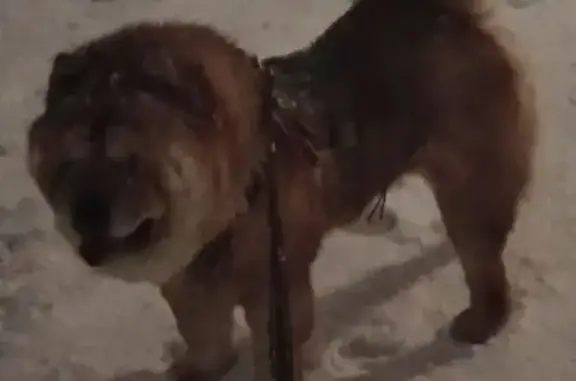 Пропал собака, 4-я улица Шевцовой, Новосибирск - рыжий чау чау, мальчик - photo