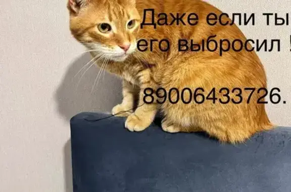 Найдена кошка, Янино-1, фото: Найдена кошка, Ясная улица, Янино-1 - ласковый крупный кот