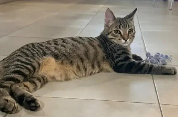 Пропал кот, Светлая улица, 5, Раменское - серо-коричневый полосатый - photo