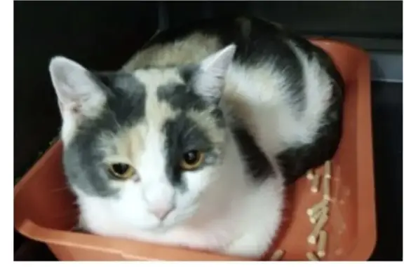 Найдена кошка, Москва, фото: Найдена кошка, женский пол, улица Берзарина, Москва