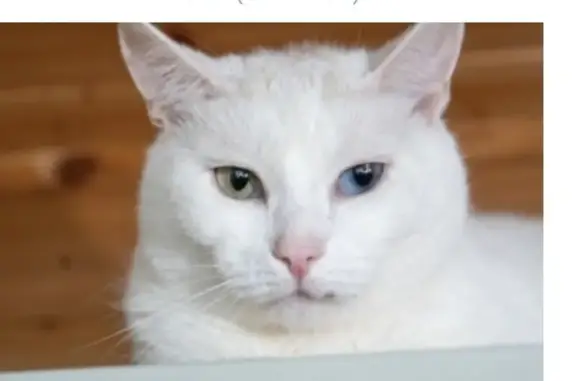 Найден кот, белый окрас, Спасопесковский переулок, Москва - photo