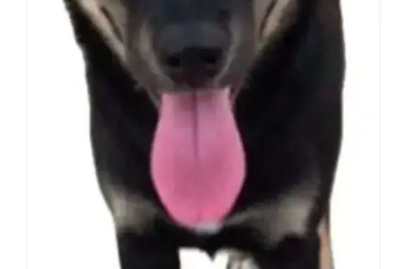 Пропала собака, женская, Городня, Московская область - черная с грудкой - photo