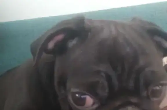 Пропала собака, Новороссийская улица, Гулькевичи - черный мопс 4-5 месяцев - photo