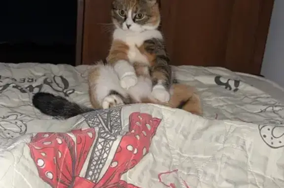 Пропала кошка, улица Черевичкина, 4/20, Ростов-на-Дону - photo