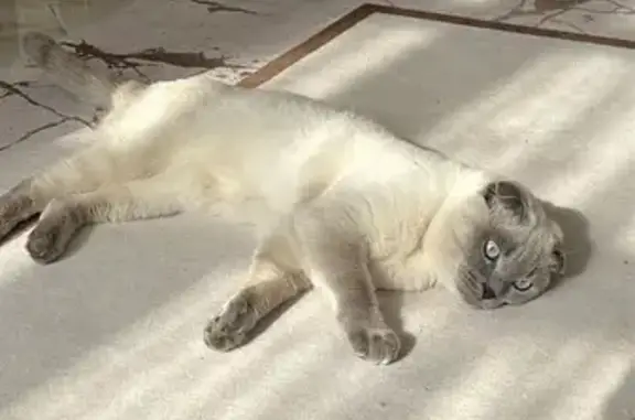 Пропал кот, Грозный, Чеченская Республика - сиамский с серыми ушками - photo