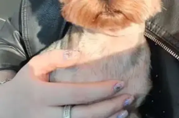 Найдена собака, Троицк, фото: Найден собака мужской, Сиреневый бульвар, 13, район Троицк - серый кабель с клеймом