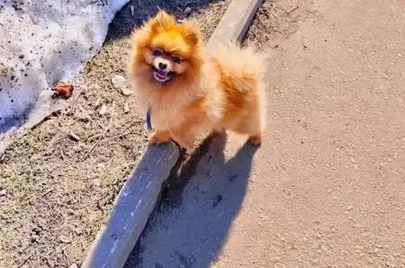 Шпиц, мальчик. С синим ошейником без адресника. Передние лапы с признаками рахита.