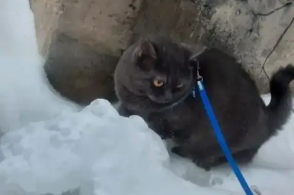 Пропала кошка, улица Новожёнова, 8, Тейково - британский метис в ярко-зеленой шлейке - photo