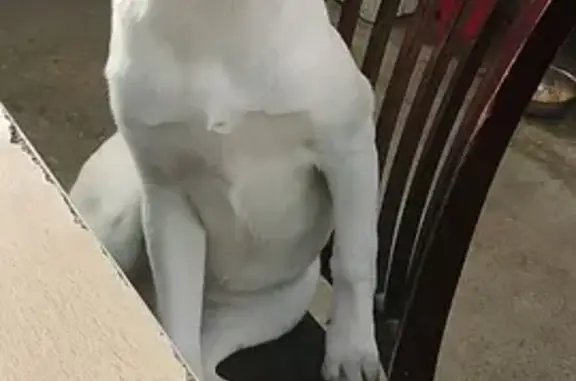 Пропала собака, улица Мира, 1/1, Сочи - белая с розовым носом - photo