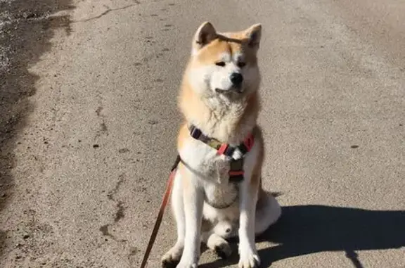 Пропала собака Мальчик, Черкизово (rl1161033) - photo