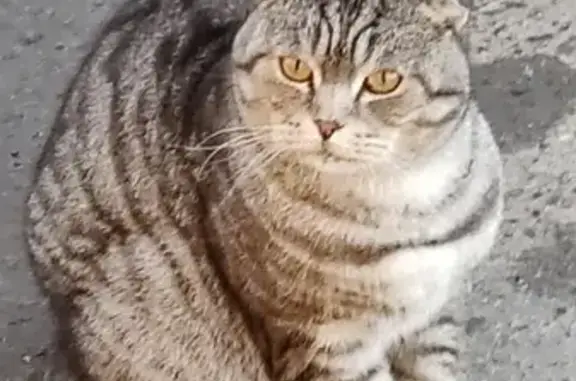 Найденные животные Семёновка, фото: Найдена кошка, Советский переулок, Семёновка - шотландский котик