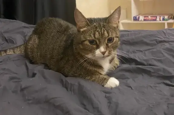 Потерянные животные Москва, фото: Пропала кошка, улица Декабристов, 1, Москва