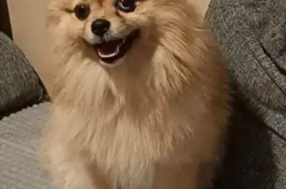 Потерянные животные Тюмень, фото: Пропала собака, улица Бориса Житкова, 5 к1, Тюмень - немецкий шпиц с разными глазами