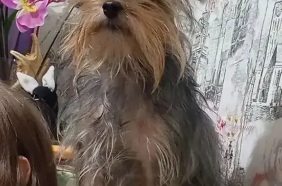 Пропала собака, улица Профсоюзов, Невьянск - рыже-черная - photo