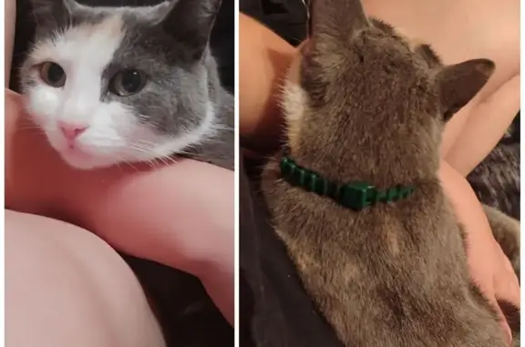 Пропала кошка, улица Гагарина, Абакан - дымчатый окрас с белыми и рыжими пятнами - photo