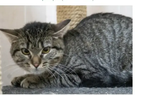 Найдена кошка, Зеленоград, фото: Найдена кошка, Крюковская площадь, к831, Зеленоград