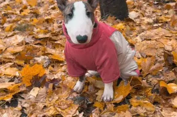 Потерянные животные Москва, фото: Пропала собака, улица Коминтерна, 21/2, Москва