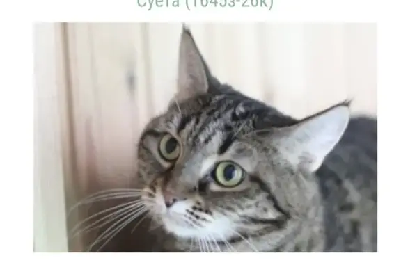 Найдена кошка, Панфиловский проспект, к1004, Зеленоград - окрас табби - photo