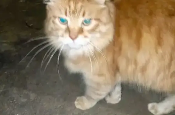 Объявления о пропавших и найденных животных, Владимир, фото: Найдена кошка, Солнечная улица, 52, Владимир - пушистая и ухоженная