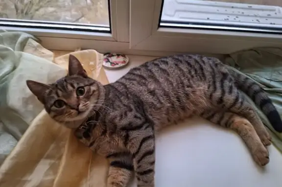 Найдена кошка, Краснодар, фото: Найден кот, Харьковская улица, 121, Краснодар - с чёрно-белым ошейником