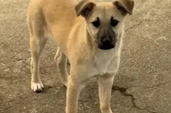 Пропала собака, женская, Советская улица, 61, Михайловская - молочного цвета, черные мордочка и уши - photo