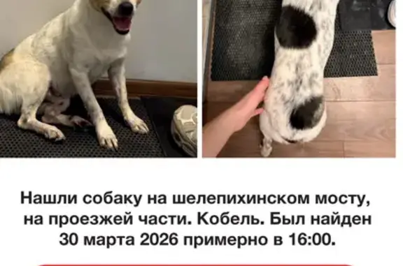 Объявления о пропавших и найденных животных, Москва, фото: Найден собака, Большая Филёвская улица, Москва - кобель на шелепихинском мосту
