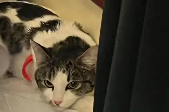 Пропала кошка, Нальчикский переулок, 27, Ростов-на-Дону - белая с полосатыми пятнами - photo