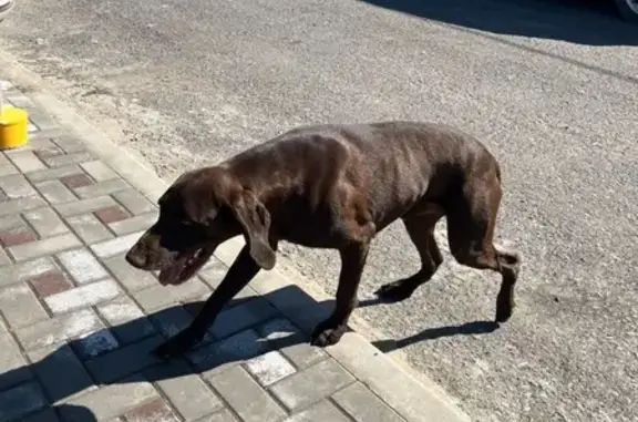Пропала собака, мужской пол, Ростовское шоссе, Таганрог - зовут Бенни, пугливая - photo