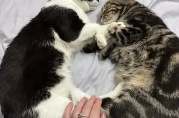 Пропала кошка, улица Гагарина, 53, Домодедово - Маркиз и Симба убежали через балкон - photo